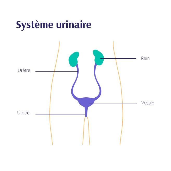 Fonctionnement du système urinaire — free download